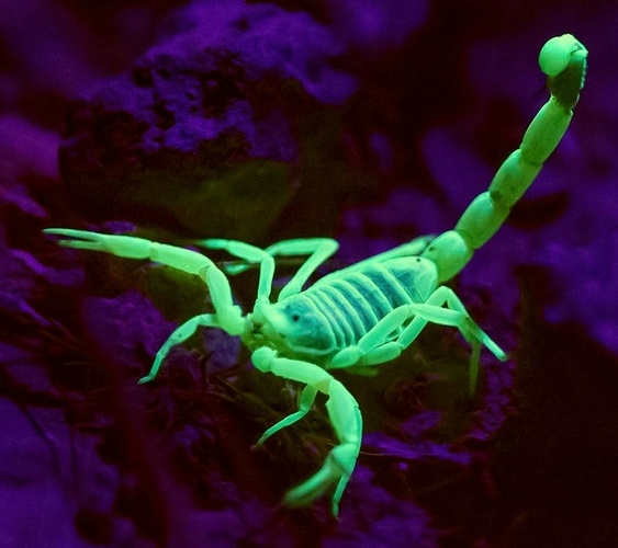 Photo of Scorpion fluorescing under black light